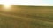 Sporty child standing in green wheat field with raised hands up. Evening sport training exercises at rural meadow. A