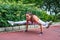 Sporty fit young woman doing handstand exercise in firefly posture. Female athlete working out in the park.