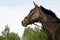 Sporty horse head against natural background