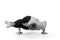 Sporty muscular young yogi man doing handstand, studio shot on white background, front view, full length, black and white