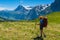 Sporty woman hiking in Switzerland alps