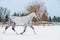 Sporty young gray horse jumping on snow