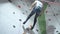 Sporty young man climbing indoors with belay, descending from top