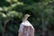 Spot-backed Puffbird (Nystalus maculatus)