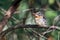 Spot-backed Puffbird perched on a dry caatinga tree branch