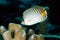 Spot-banded butterflyfish