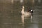 Spot-billed duck