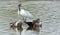 Spot billed duck with black headed white ibis