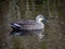 A spot billed duck in a Japanese pond 5