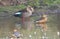 spot billed duck and lesser whistling duck