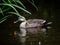 Spot billed duck in the rain 2