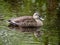 Spot billed duck in the rain 8