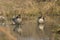 Spot-billed ducks