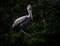 Spot- Billed pelican