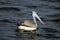 Spot Billed Pelican