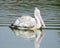 Spot-Billed Pelican