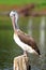 Spot-Billed Pelican