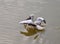 Spot billed pelican