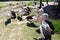 Spot-billed pelican Australian Bird in New South Wales of Australia