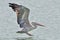 Spot-billed Pelican bird