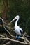 Spot-billed pelican bird in Australia.