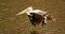 Spot billed pelican in flight, Pelecanus philippensis, Ranganathittu Bird Sanctuary, Karnataka, India