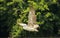 Spot billed pelican in flight, Pelecanus philippensis, Ranganathittu Bird Sanctuary, Karnataka, India