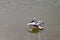 Spot billed pelican float on the water