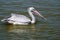 The spot-billed pelican or grey pelican