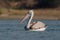 Spot-billed Pelican or Grey Pelican