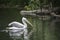 The spot-billed pelican, grey pelican