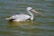 The spot-billed pelican or grey pelican in lake