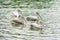 The spot-billed pelican, grey pelican Pelecanus philippensis swimming in the pond.