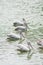 The spot-billed pelican, grey pelican Pelecanus philippensis swimming in the pond.