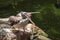 Spot-Billed Pelican with its beak wide open