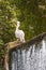 Spot billed pelican, Pelecanus philippensis