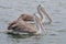 Spot-billed pelican Pelecanus philippensis Birds of Thailand