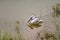 Spot billed pelican in pond