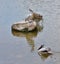 Spot billed pelican in pond