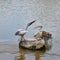 Spot billed pelican On rocks