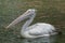 Spot-billed pelican swimming in the pond.