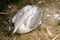 Spot-billed pelican in zoological garden enclosure in Prague