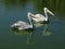 Spot-billed pelicans on the lake under the sunlight at daytime