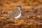 Spot-breasted Lapwing, Vanellus melanocephalus, rare endemic bird from Bale Montains NP in Ethiopia. Plower in the nature habitat