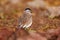 Spot-breasted Lapwing, Vanellus melanocephalus, rare endemic bird from Bale Montains NP in Ethiopia. Plower in the nature habitat