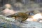 Spot-breasted Laughingthrush