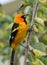 Spot-breasted oriole