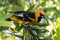 Spot-breasted Oriole (Icterus e