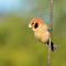 Spot-breasted Parrotbill