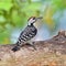 Spot-breasted pied woodpecker bird